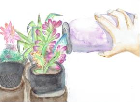 Watercolor painting with potted succulents on the left in bright green  and pink. On the right, a hand pours water into the succulents from a purple container.